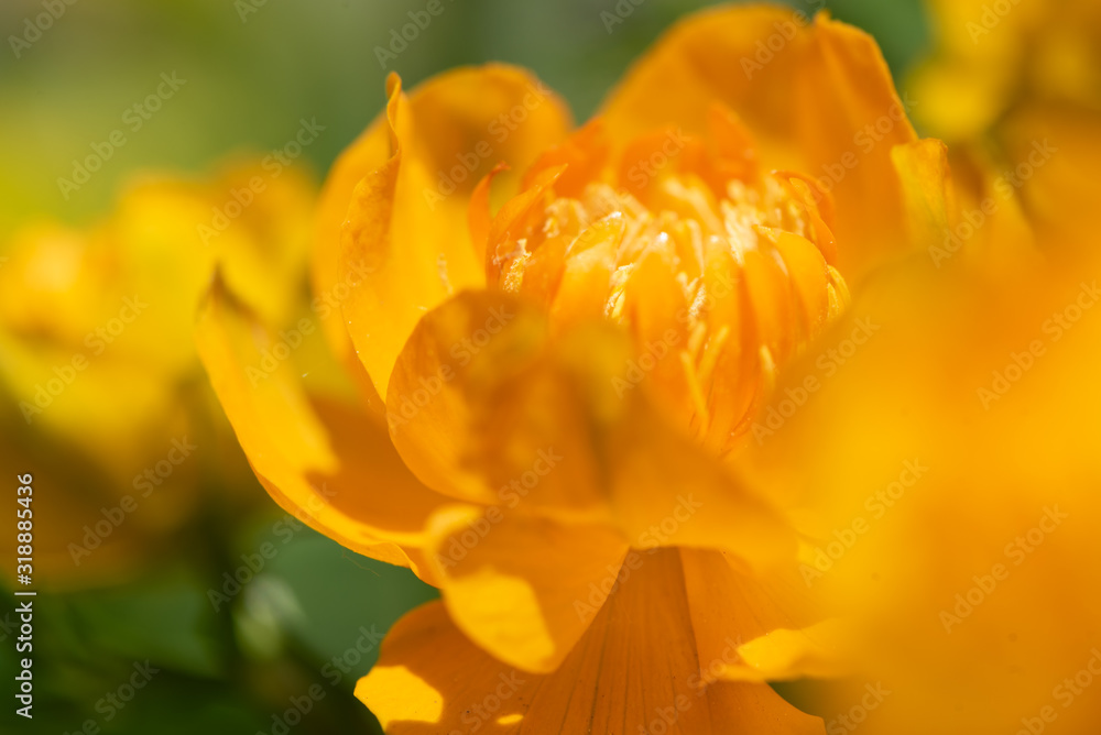 Fototapeta premium Trollius europaeus L. Globeflowers blooms. In the meadow