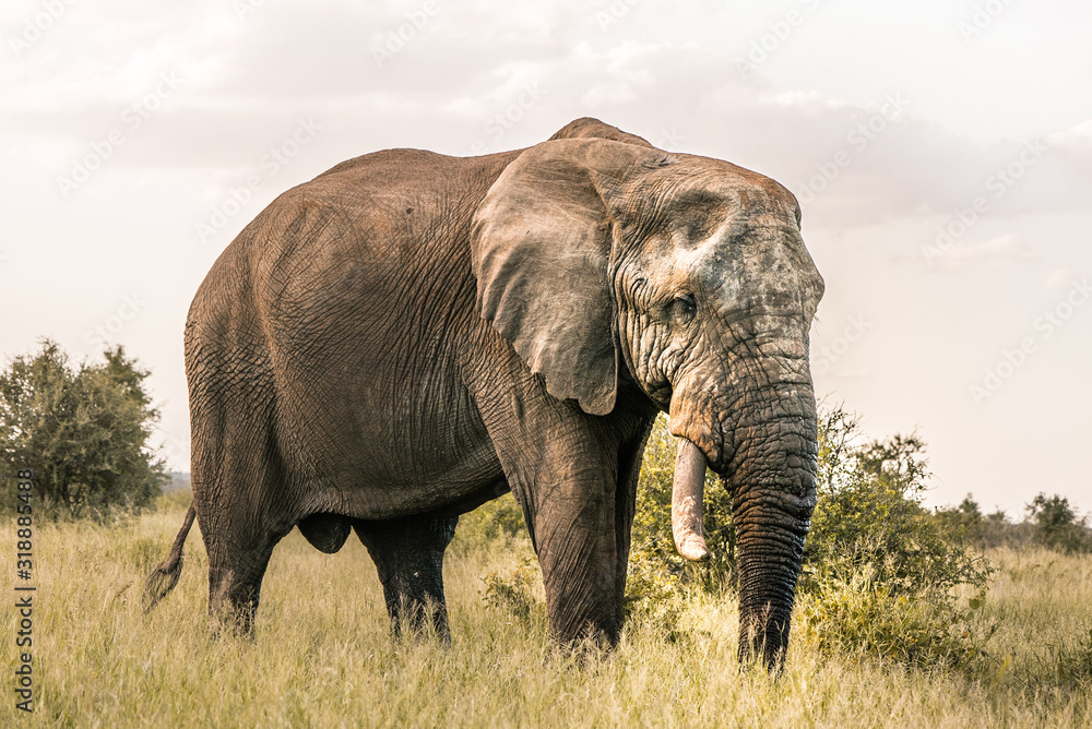 Big Elephant standing in africans wilderness