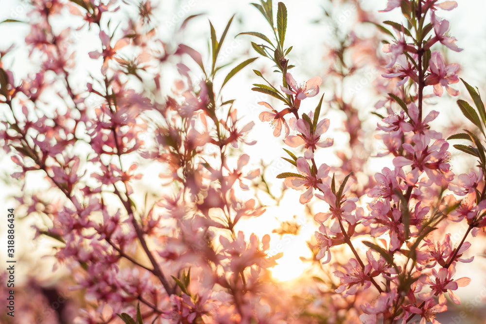 Blooming beautiful delicate flower pink Prunus triloba with blurred background. Springtime concept. Selective focus.