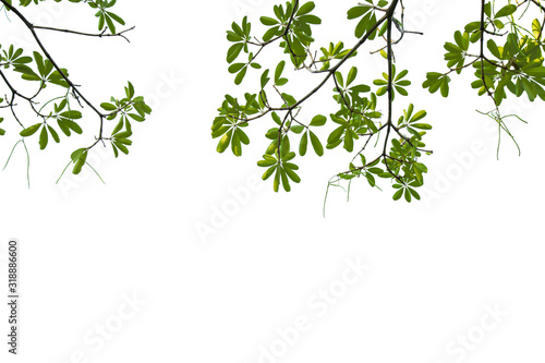 Low angle Devil tree or blackboard leaves ( Alstonia scholaris ) on white background.