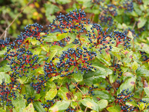 (Viburnum tinus) Laurestine ornamental shrub with blue-black fruits or drupes photo