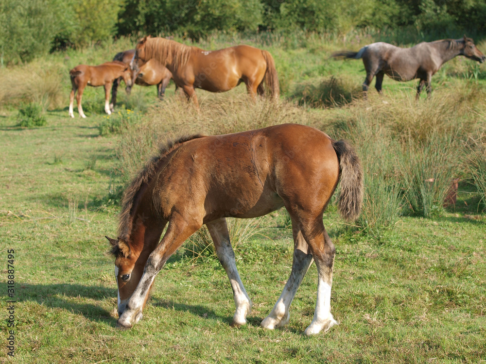 Group of Ponies