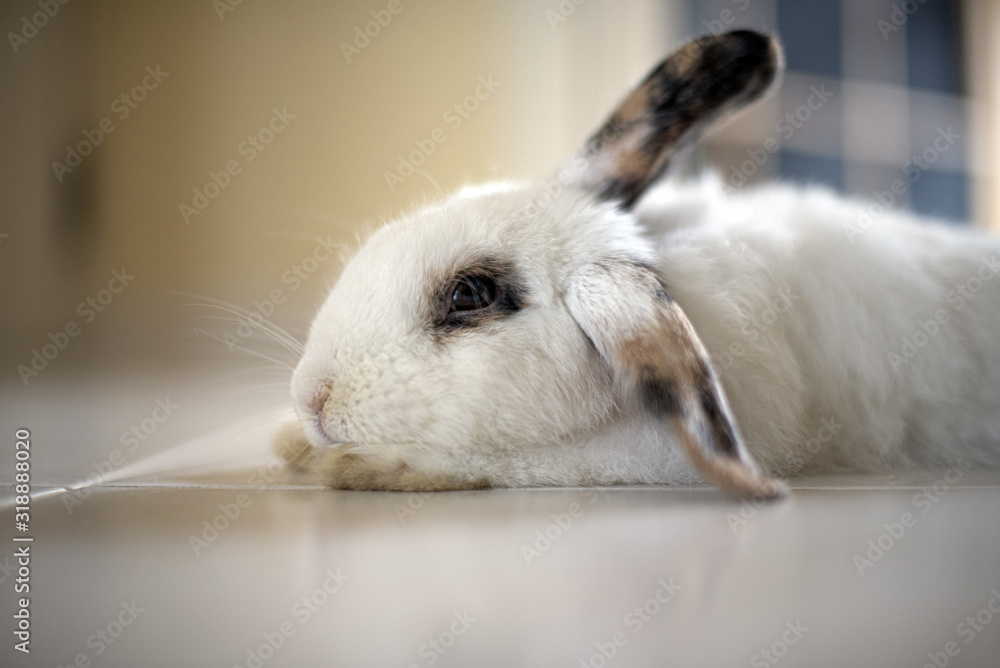 Rabbit relaxing on the floor at home Rabbit relaxing on the floor at home