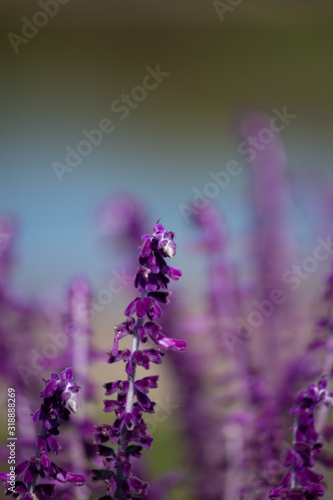 Purple flowers of Woodland sage. Selective Focus on blurred background. Floral landscape. photo