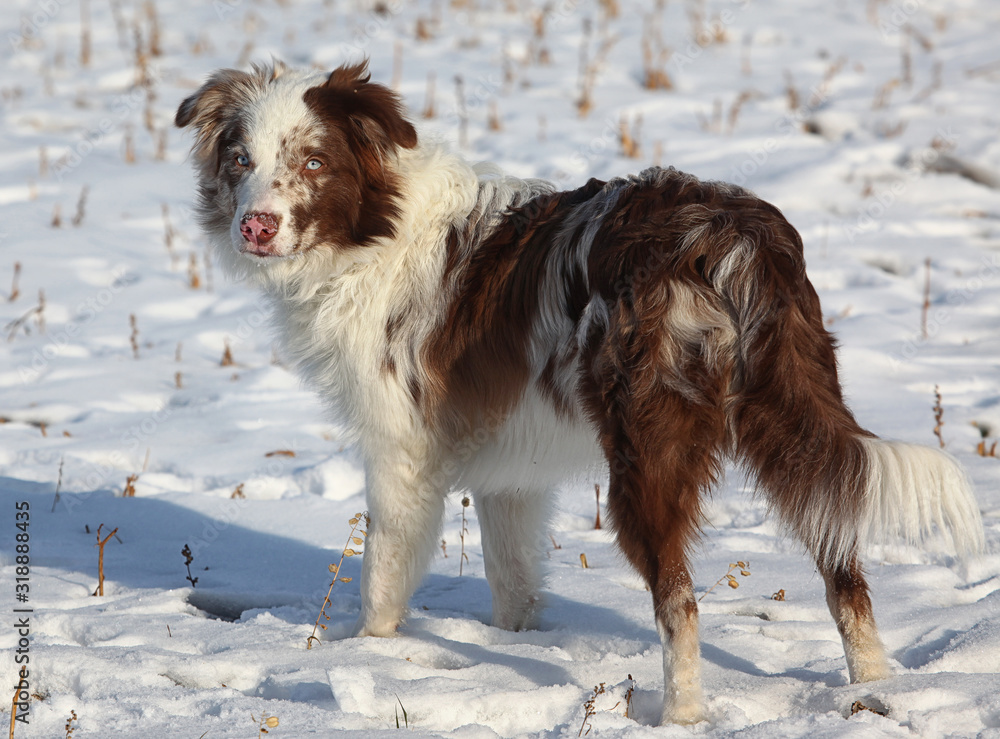 Junger Border Collie Welpe in der Farbe Chocolate Merle steht auf einer schneebedeckten Wiese im Winter Junger Border Collie Welpe in der Farbe Chocolate Merle steht auf einer schneebedeckten Wiese im Winter