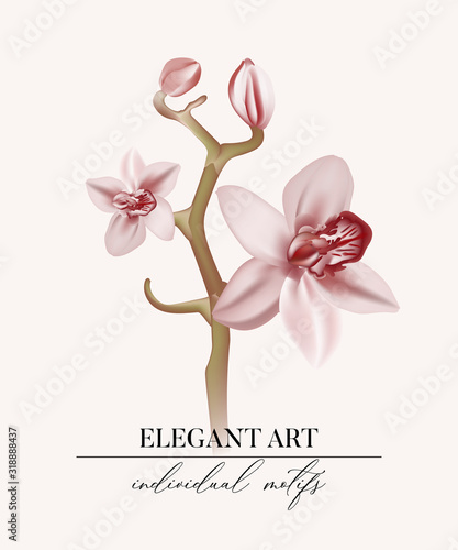 Watercolor orchid branch, soft rose hand drawn floral illustration isolated on aivory background. Bridal art, wedding  illustration, greting card, tender rose bloom holiday design, realistic vector