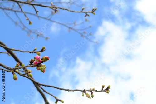 河津桜の蕾と青空