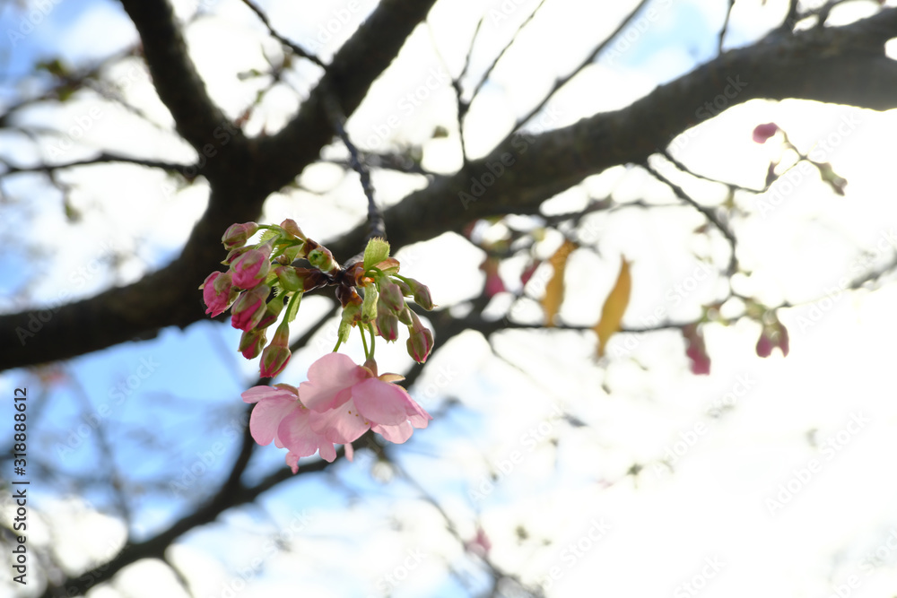 河津桜の蕾と咲き始めた花びら