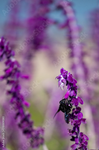 A bumblebee feeding on purple flowers of Woodland sage. Selective Focus on blurred background. Floral landscape. photo