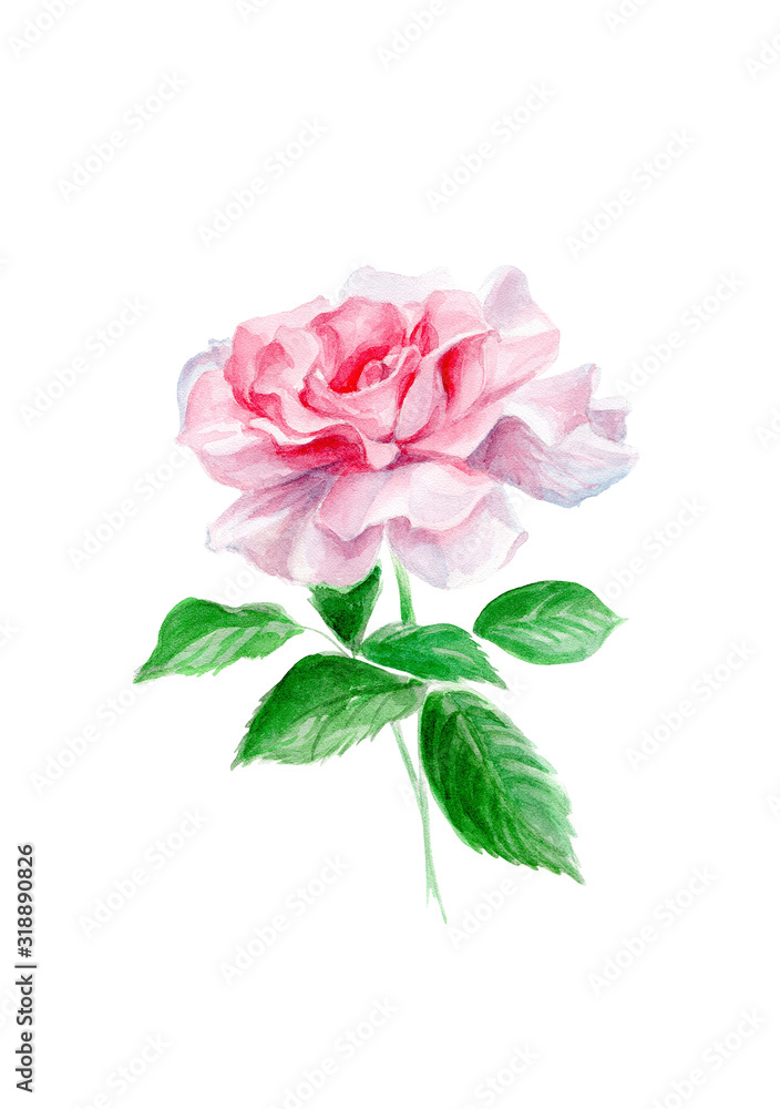 Obraz premium pink rose isolated on white background, hand-painted watercolor illustration