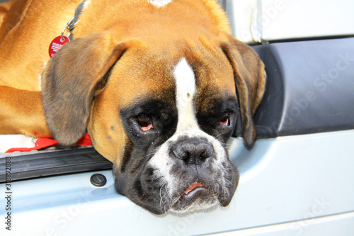 Dog is tired