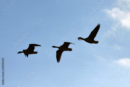 silhouettes of wild geese flying against the blue sky