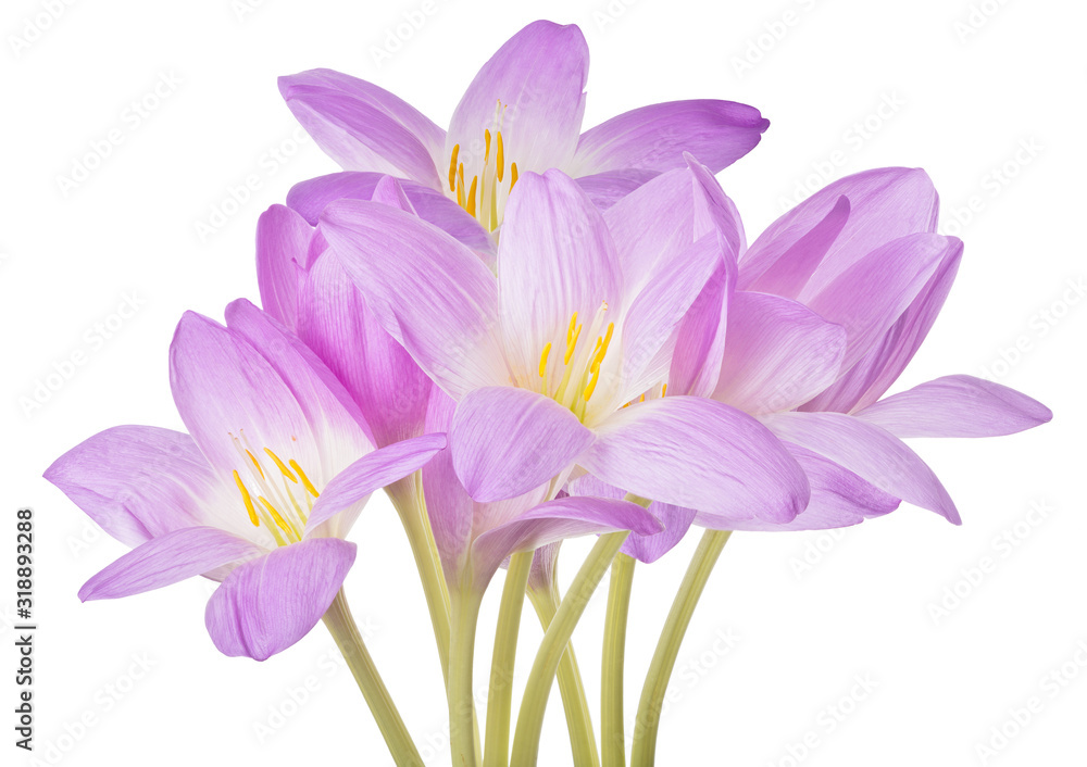 Fototapeta premium light lilac crocus flowers lush bunch isolated on white