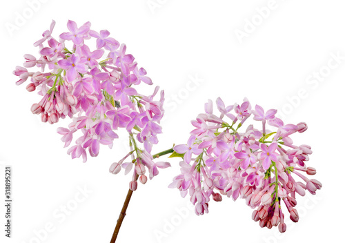 light pink lilac flowers isolated on white