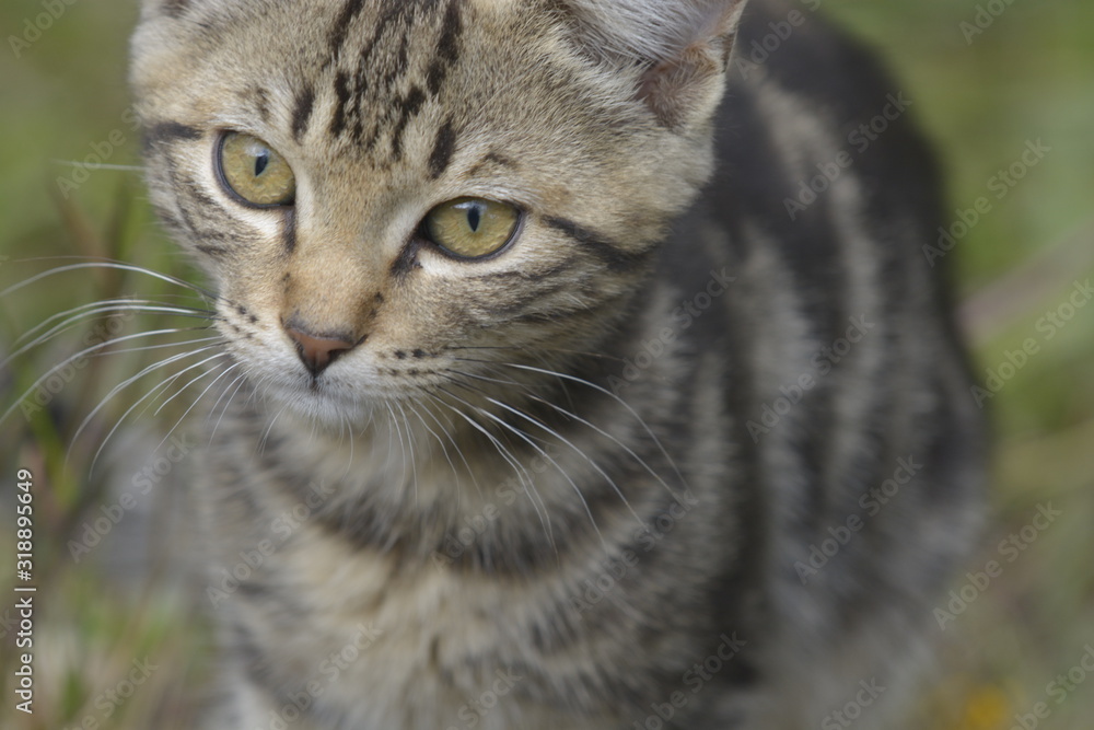 Katze Katze