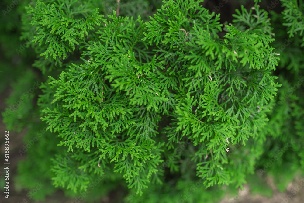 Beautiful green texture Beautiful green texture