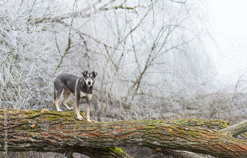 Dog climbing on a tree trunk in the nature