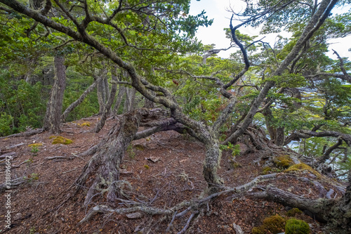 Subantarctic forest lansscape, Tierra del Fuego National Park, Ushuaia, Argentina photo