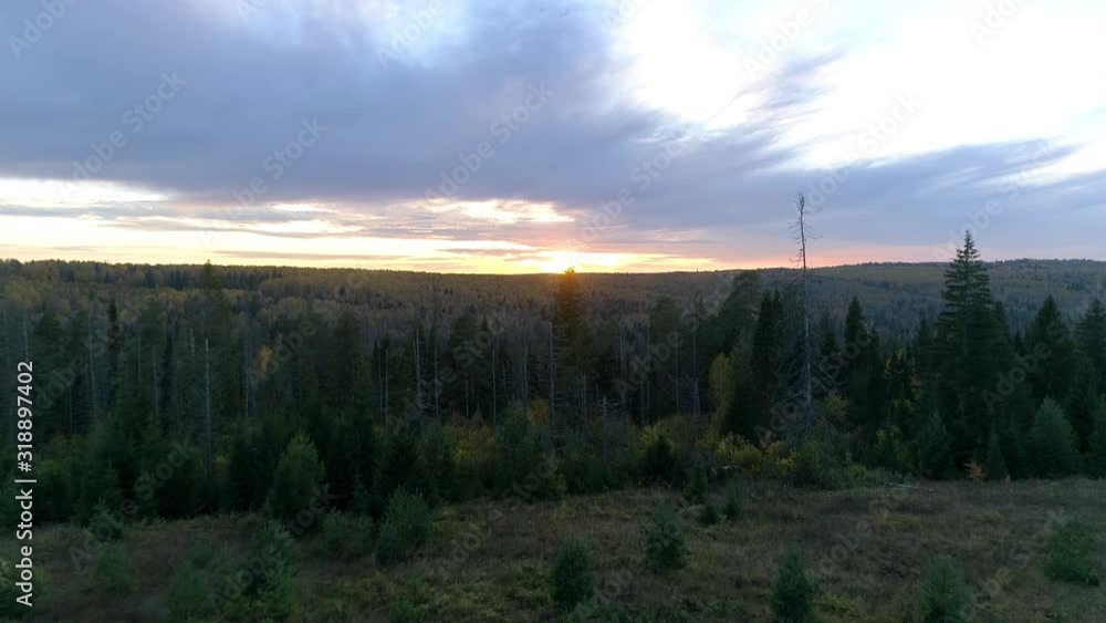 Bird's eye view of beautiful green spruce forest at evening sunset Bird's eye view of beautiful green spruce forest at evening sunset