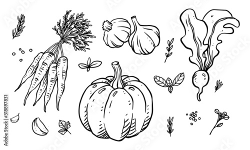 Set of vegetable, fruit & spices hand drawn vector illustration. Healthy food drawn with line art for material design