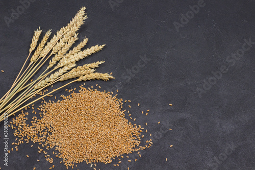 Whole grains and spikelets of wheat. Healthy carbohydrates