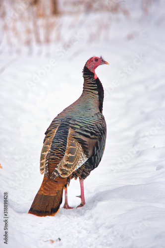 A Wild Turkey (Meleagris gallopavo) stands in the snow on a cold, Michigan winter's day.
