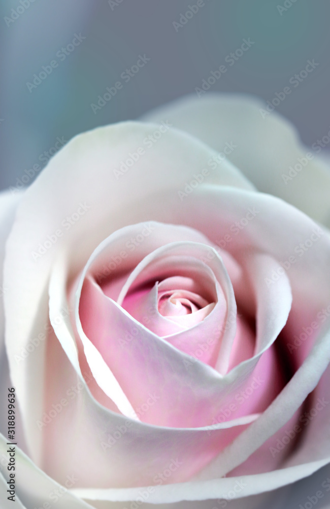 Delicate artistic closeup bouquet of tender romantic blooming Rose flower. Delicate artistic closeup bouquet of tender romantic blooming Rose flower.