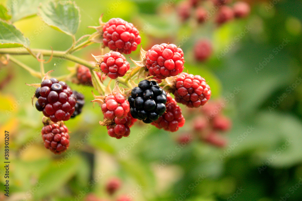 Branch of blackberry bush in the garden.