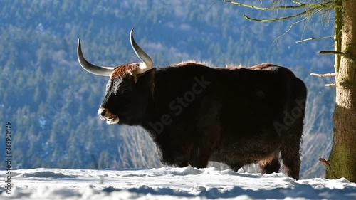 Heck cattle (Bos domesticus) bull under tree in the snow in winter and other male passing by. Attempt to breed back the extinct aurochs (Bos primigenius)