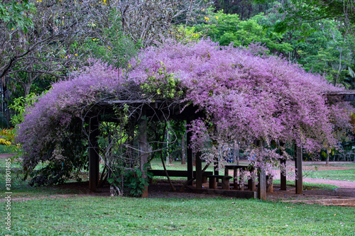 Foto A Sandpaper vine arbour
