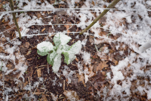 Healthy broad bean plant covered by snow near garden net trellis near Dallas, Texas photo