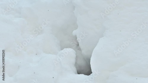 Curious pine marten (Martes martes) looking through gap in the snow while hunting in winter photo