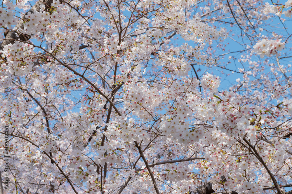 桜の花 桜の花