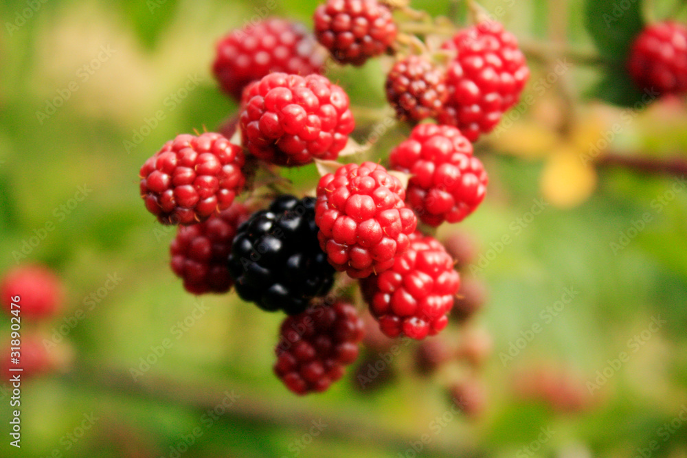 Branch of blackberry bush in the garden.