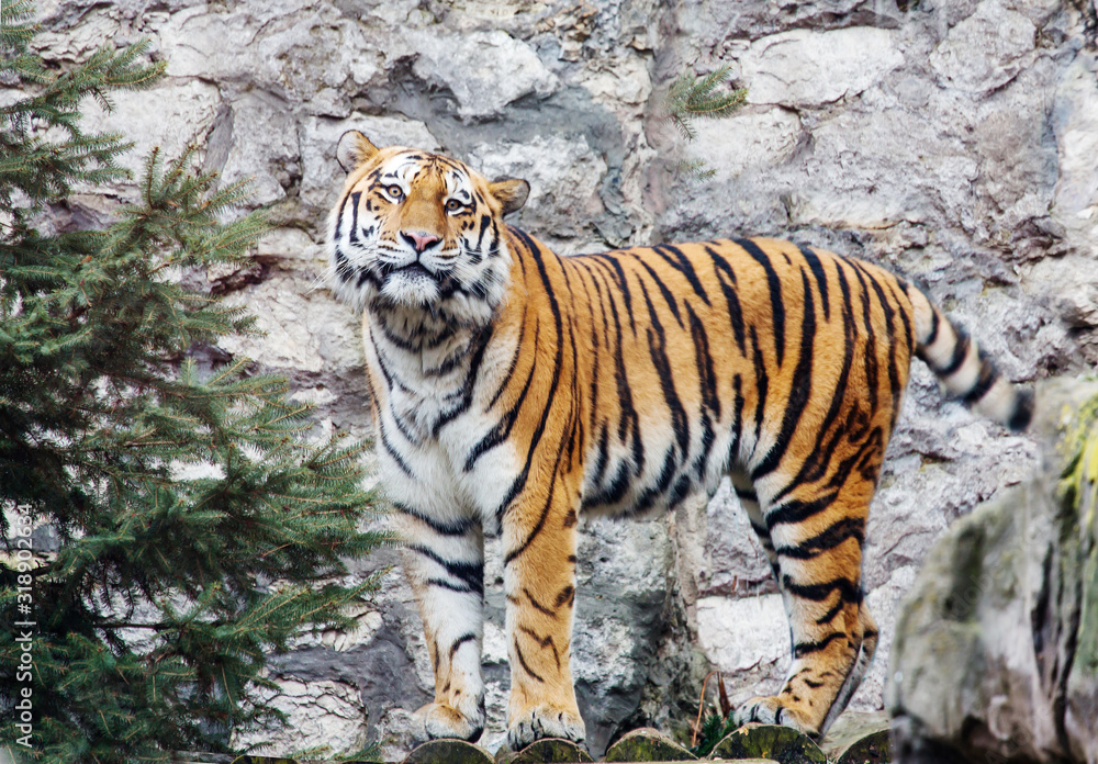 Siberian tiger. This is a predator from the cat family, which is one of the main representatives of the Panther genus. Siberian tiger. This is a predator from the cat family, which is one of the main representatives of the Panther genus.