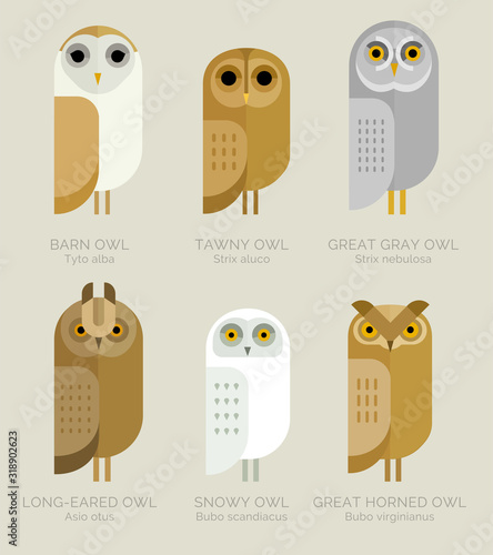 Vector owls set. Varieties of owls. Characters collection. Geometric simple design. Pastel shades. 