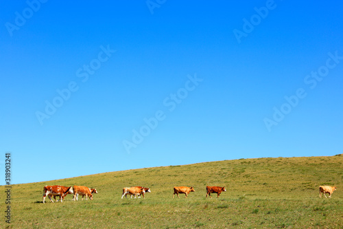 A herd of cattle are eating grass on the grassland