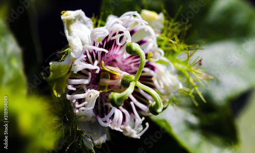 Blooming Passiflora foetida flower or Bush passion fruit delicate closeup of inflorescence. photo