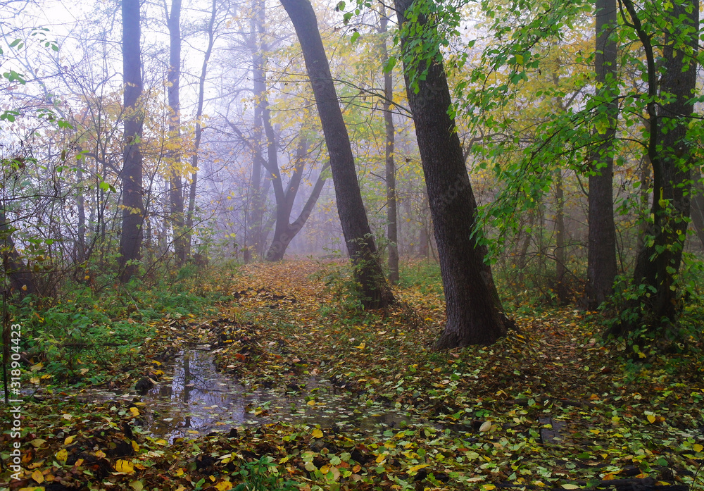 autumn forest with misty morning