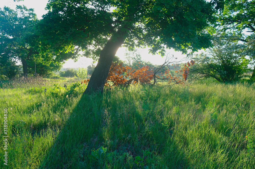 Sunny morning in a forest glade