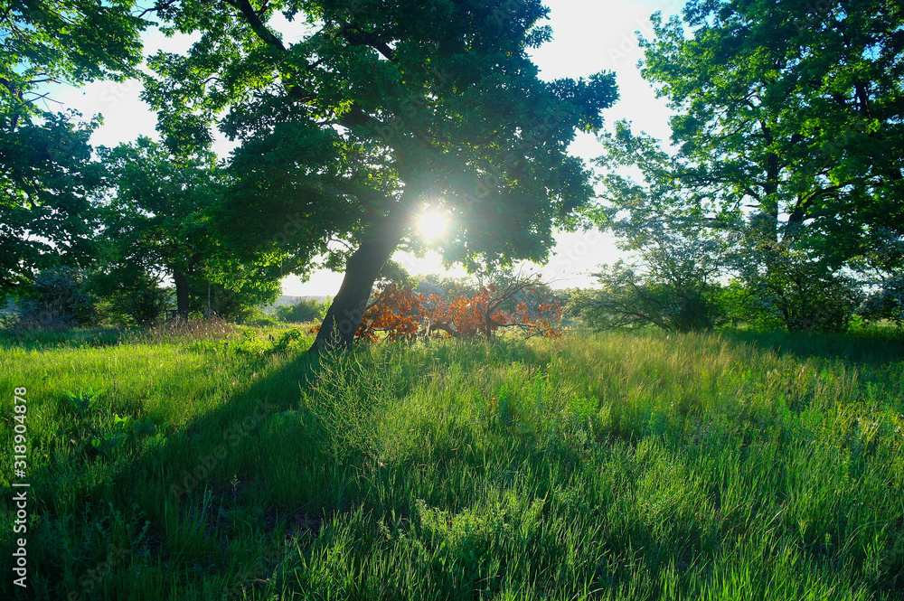 Sunny morning in a forest glade