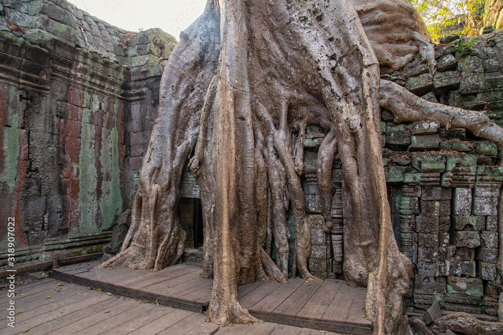 Naklejka premium Die Tempelanlage Ta Prohm in Kambodscha