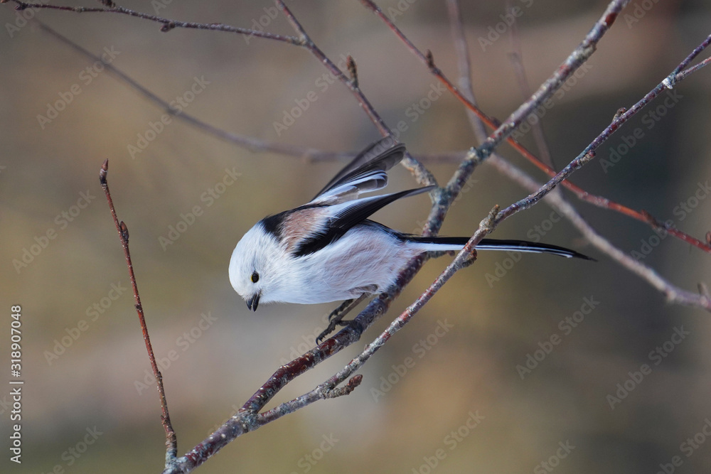 Fototapeta premium シマエナガ