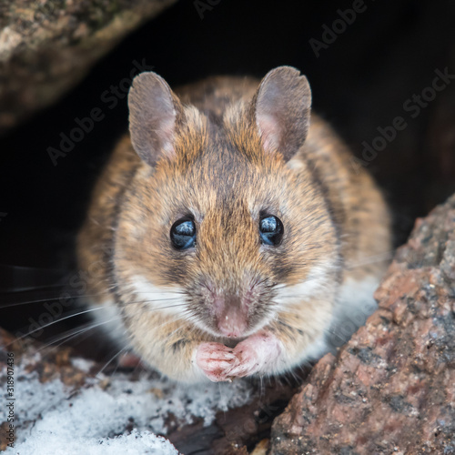 Wood mouse