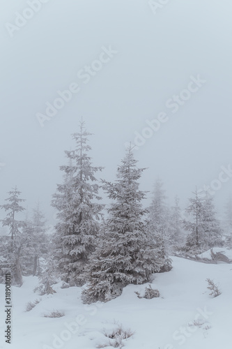 winter landscape with trees in snow