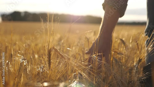 Close up of male hand moving over wheat growing on the plantation. Young man walking through the barley field and gently touching golden ears of crop. Sunlight at background. Rear view Slow motion photo