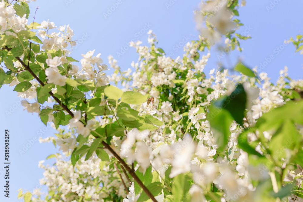 Apple tree flowers in spring with yellow butterfly Apple tree flowers in spring with yellow butterfly