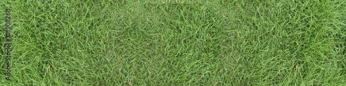 Green grass texture background. panorama picture