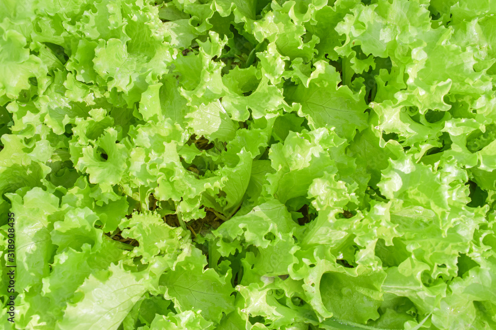 close up of fresh green lettuce salad leaves. Salad texture background. close up of fresh green lettuce salad leaves. Salad texture background.