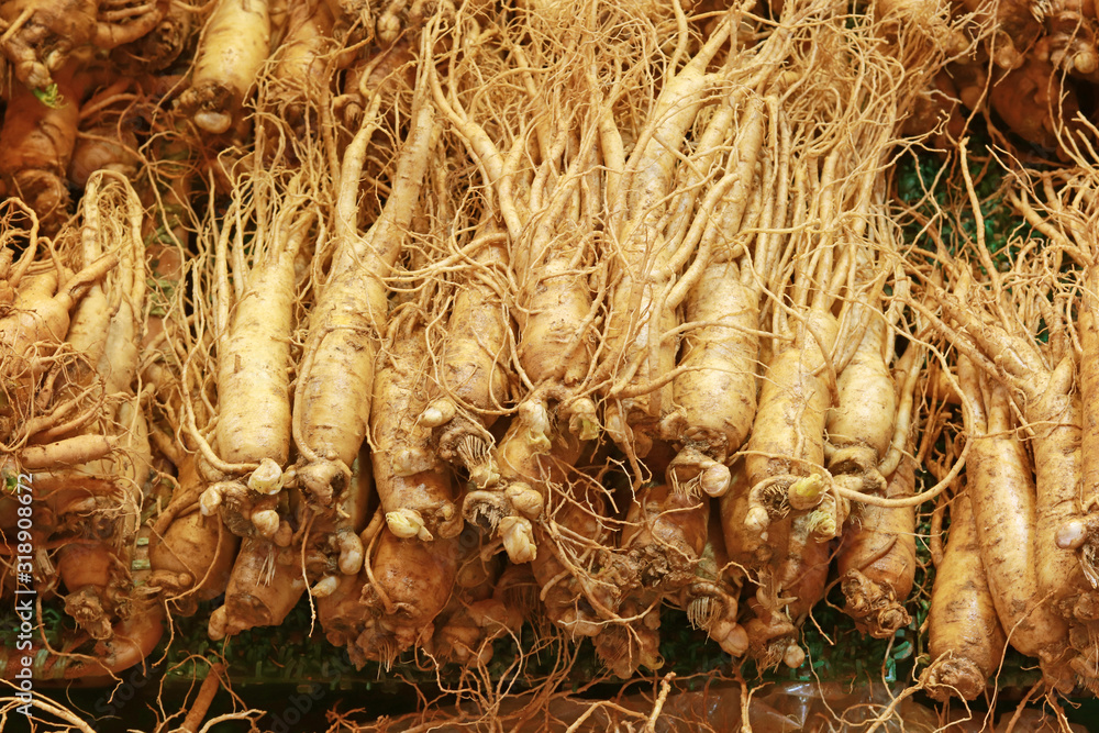 Korean ginseng root. Ginseng has been used in traditional medicine